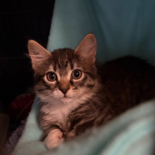 Pepperoni - Domestic Short Hair (DSH) Cat