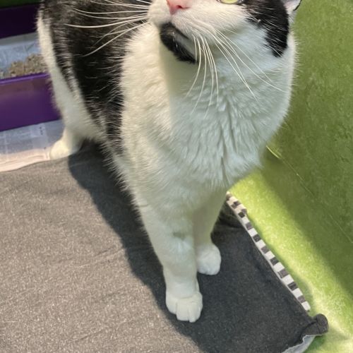 Denny - Domestic Short Hair Cat