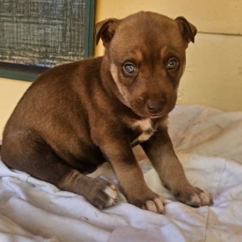 Dent - Mixed breed Dog