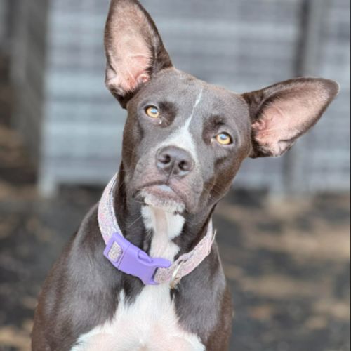 Fifi - American Staffordshire Terrier Dog