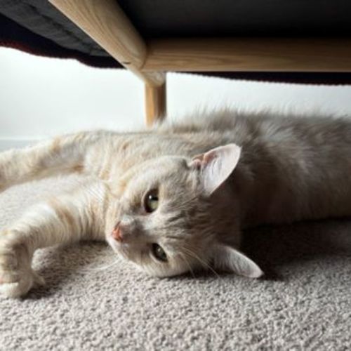 Mibo - Domestic Short Hair Cat