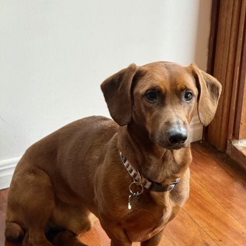 Rocco - Dachshund x American Staffordshire Terrier Dog