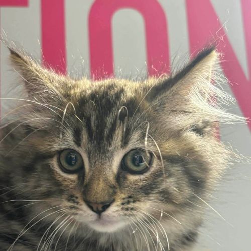 Elanor - Domestic Medium Hair (DMH) Cat