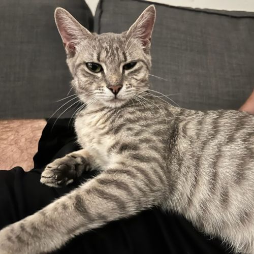 Dove - Domestic Short Hair (DSH) Cat