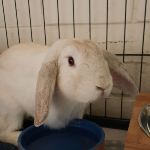 Captain Snowpants - Bunny Rabbit