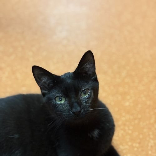 Echo - Domestic Short Hair Cat