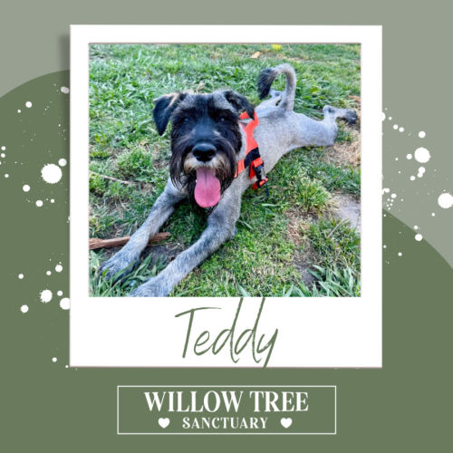 Teddy - Schnauzer Dog