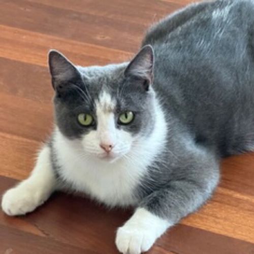 Carla - Domestic Short Hair (DSH) Cat