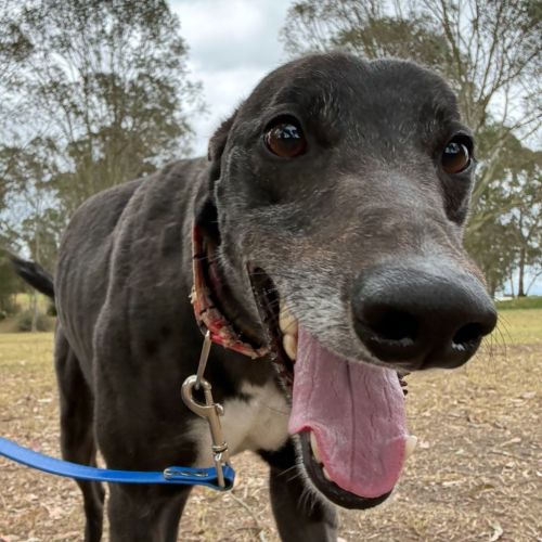 Jay The Greyhound - Greyhound Dog