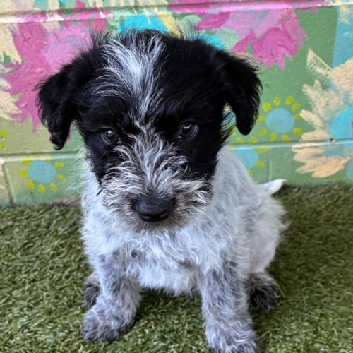 D1320 Huxley - Poodle Dog