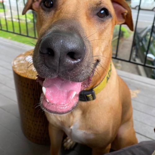 Zuko - Rhodesian Ridgeback Dog