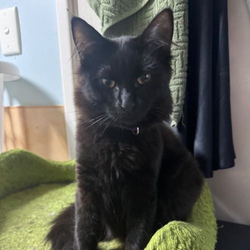 Lyri - Domestic Short Hair (DSH) Cat