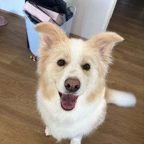 Bingo - Border Collie Dog