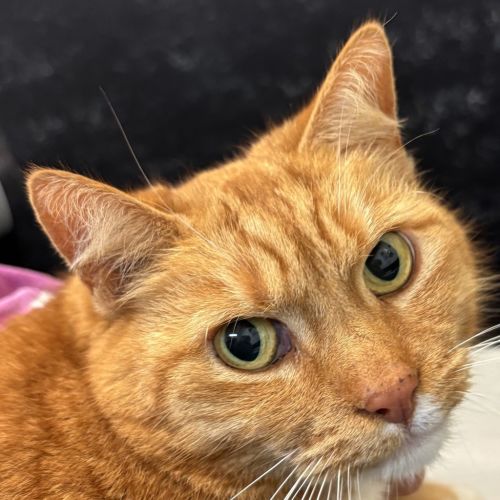 Clover  - Domestic Short Hair Cat