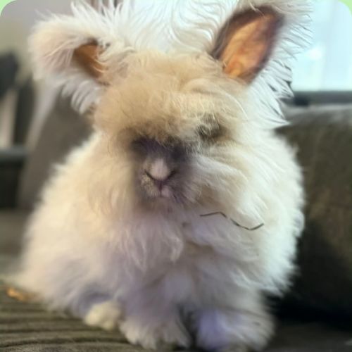 Noah - Angora Rabbit