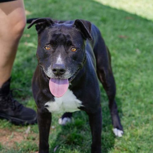 Koda - American Staffordshire Terrier Dog