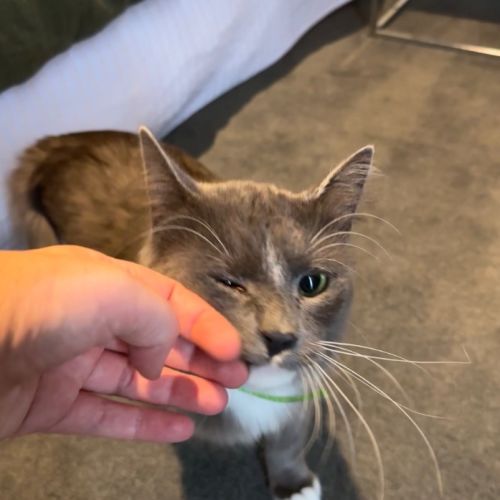 Professor Pringle - Domestic Short Hair (DSH) Cat