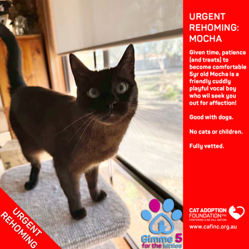 Mocha - Domestic Short Hair (DSH) Cat