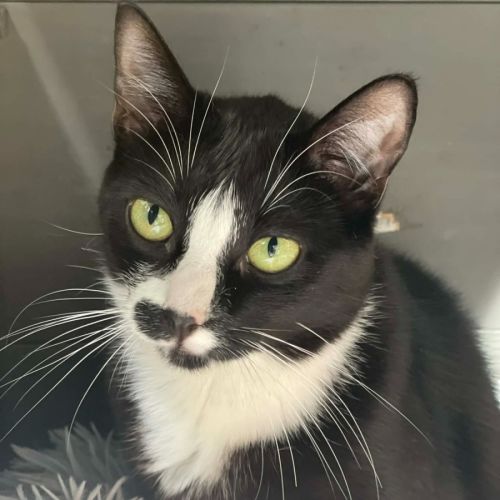 Johnny Cash**2nd Chance Cat Rescue - Domestic Short Hair (DSH) Cat