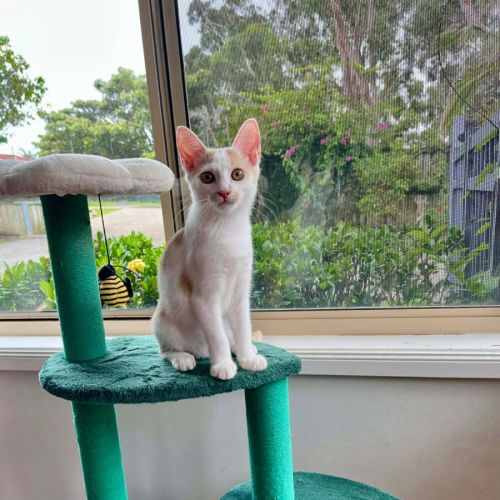 Matilda  - Domestic Short Hair (DSH) Cat