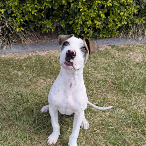 Barry  - Bull Arab Dog