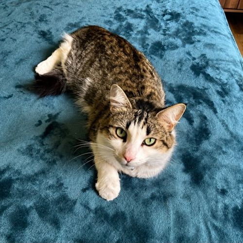 Feefee - Domestic Short Hair (DSH) Cat