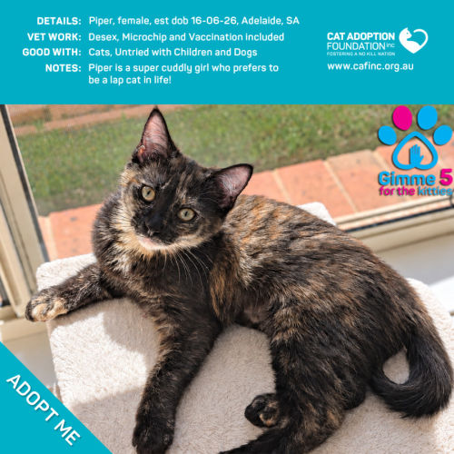 Piper - Domestic Short Hair (DSH) Cat