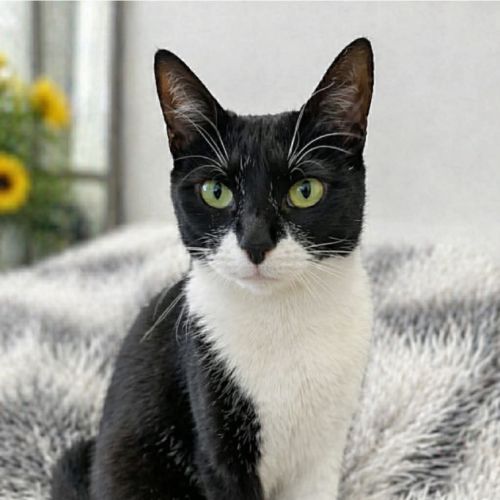 Milah - Domestic Short Hair (DSH) Cat