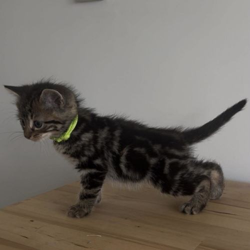 Havarti - Domestic Short Hair (DSH) Cat