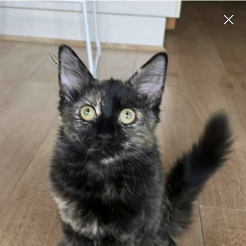 Berry - Domestic Short Hair (DSH) Cat