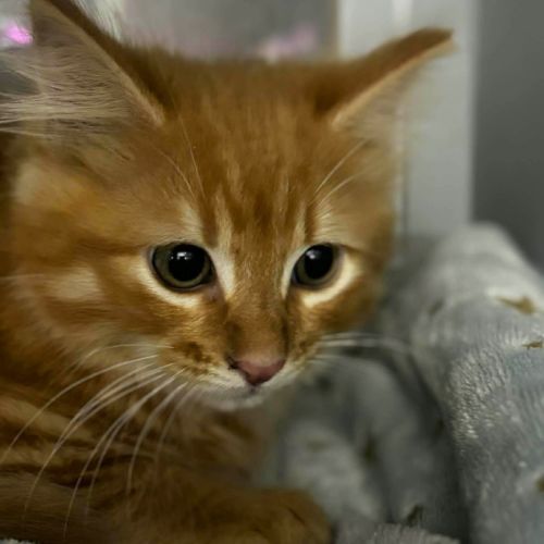 Xander - Domestic Medium Hair (DMH) Cat