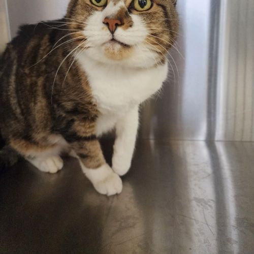 Milo - Domestic Short Hair (DSH) Cat
