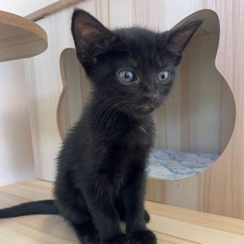 C1573 Franki - Domestic Short Hair (DSH) Cat