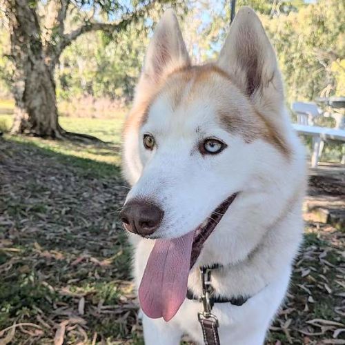 Ace - Siberian Husky Dog