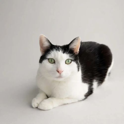 Winnie - Domestic Short Hair (DSH) Cat