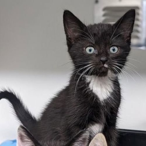 Angus - Domestic Short Hair Cat