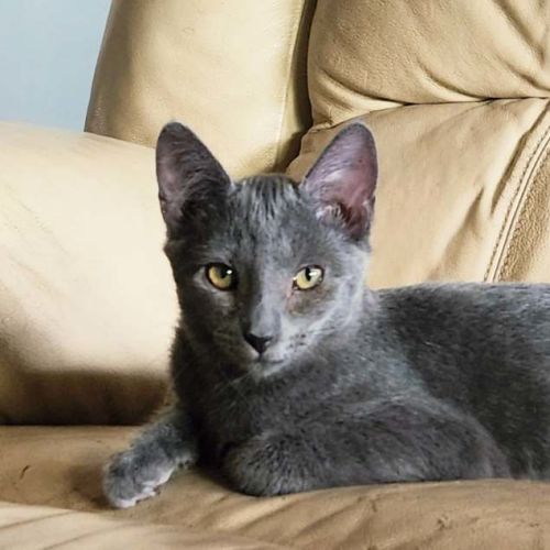 Ed  - Domestic Medium Hair (DMH) Cat