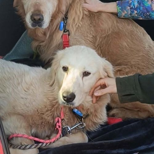 Sammy / Rosie - Golden Retriever x Maremma Sheepdog