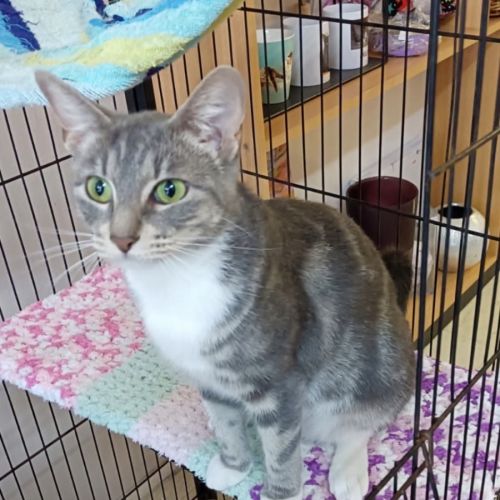 Anya - Domestic Short Hair (DSH) Cat