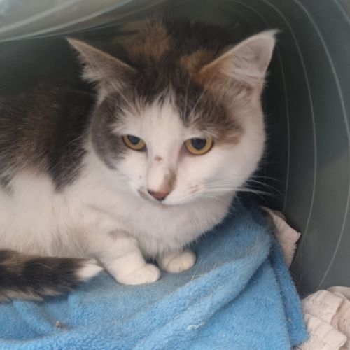 Toroto and Satsuki - Domestic Medium Hair (DMH) Cat