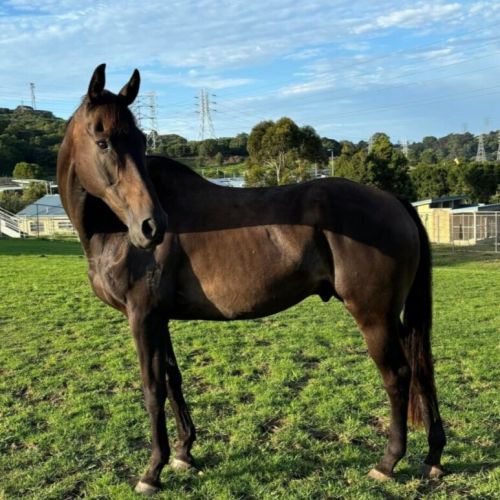 Gatsby - Thoroughbred Horse