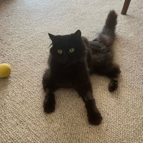 Amy - Domestic Medium Hair (DMH) Cat