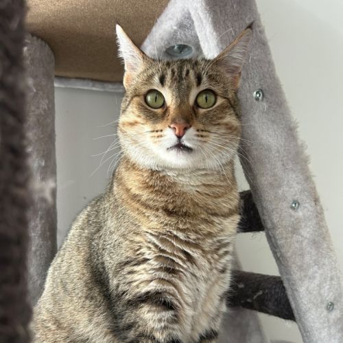 Esmerelda (Essie)  - Domestic Short Hair (DSH) Cat