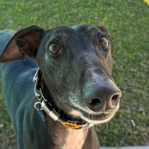 Ferb The Greyhound - Greyhound Dog