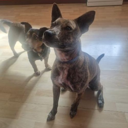 Artemis - Staffordshire Bull Terrier Dog