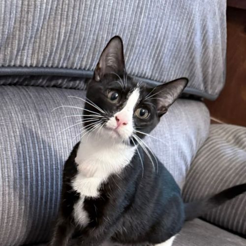 Clover - Domestic Short Hair (DSH) Cat