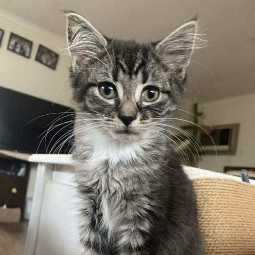 Jinx - Domestic Medium Hair (DMH) Cat