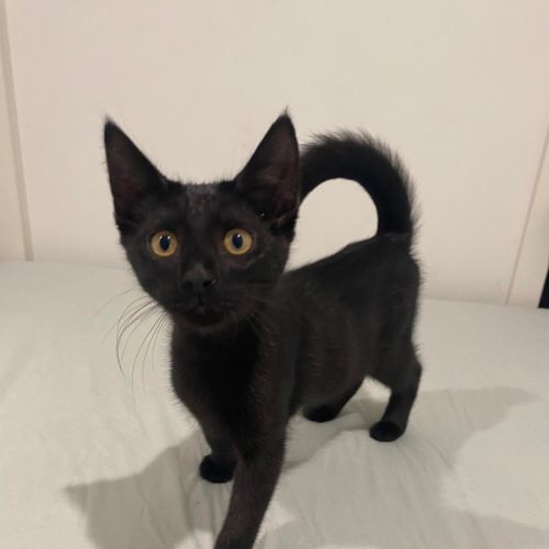 Panther  - Domestic Short Hair (DSH) Cat