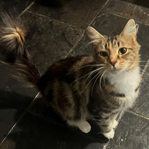 Willow🌺 - Domestic Medium Hair (DMH) Cat