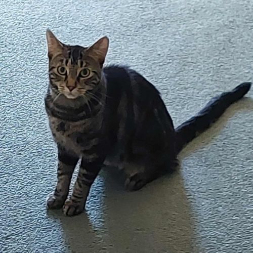 Pappa Joe  - Domestic Short Hair (DSH) Cat